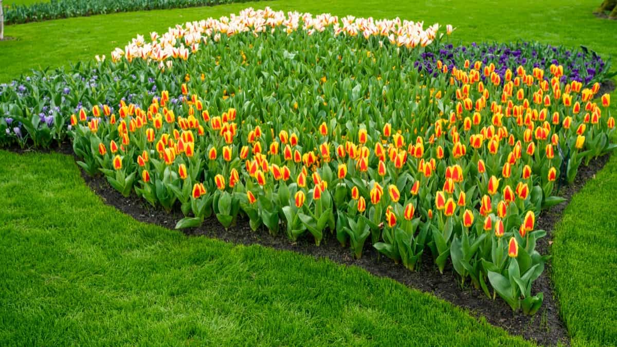 Landscaping 3
